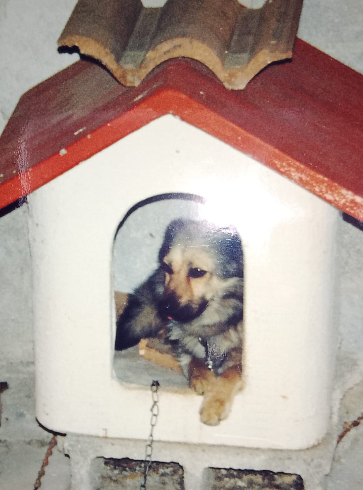 Lilla, la cagnolina che ha dato il nome a Casa Lilla